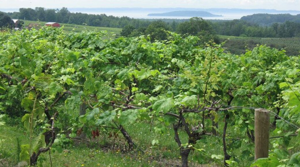 The view from one of the many wineries on Old Mission Peninsula.