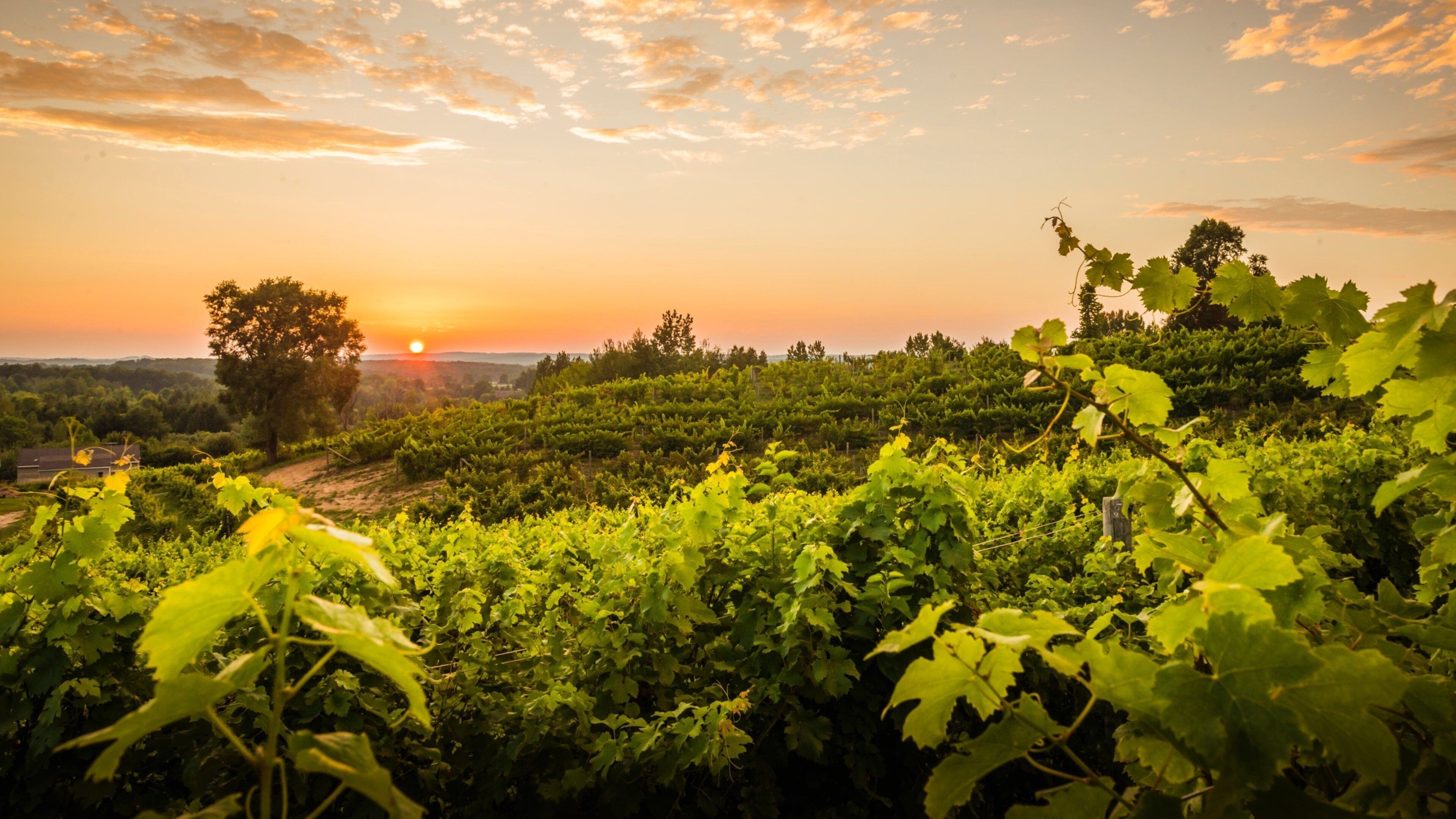 Traverse City showing landscape views, a sunset and farmland