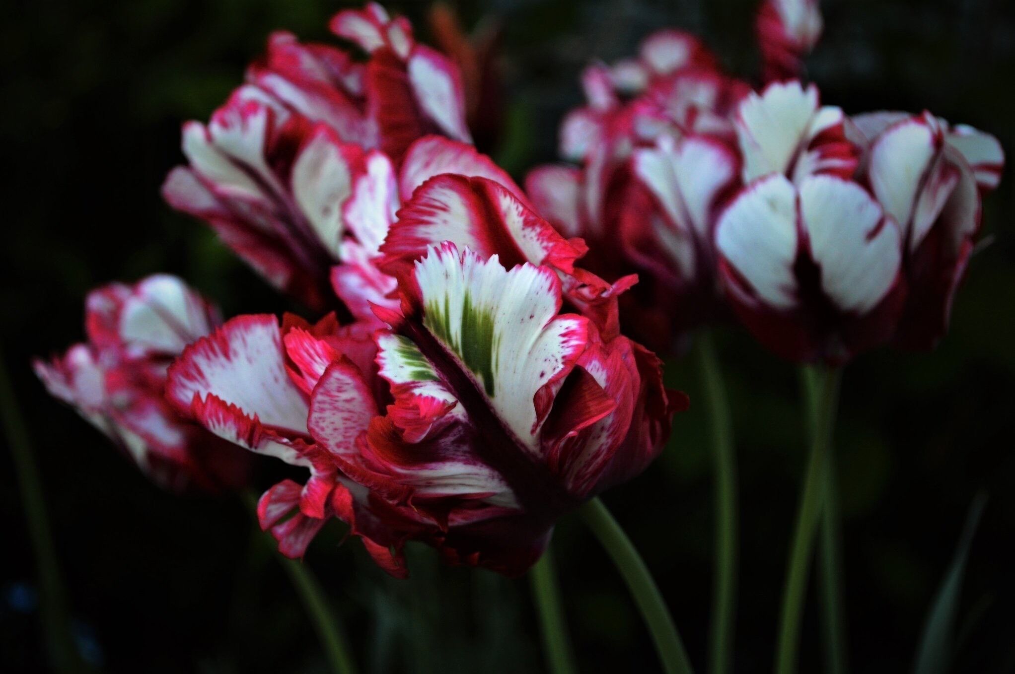 Beautiful tulips at the Airbnb I was staying at in Michigan.
#tulips #nature #flowers #color
