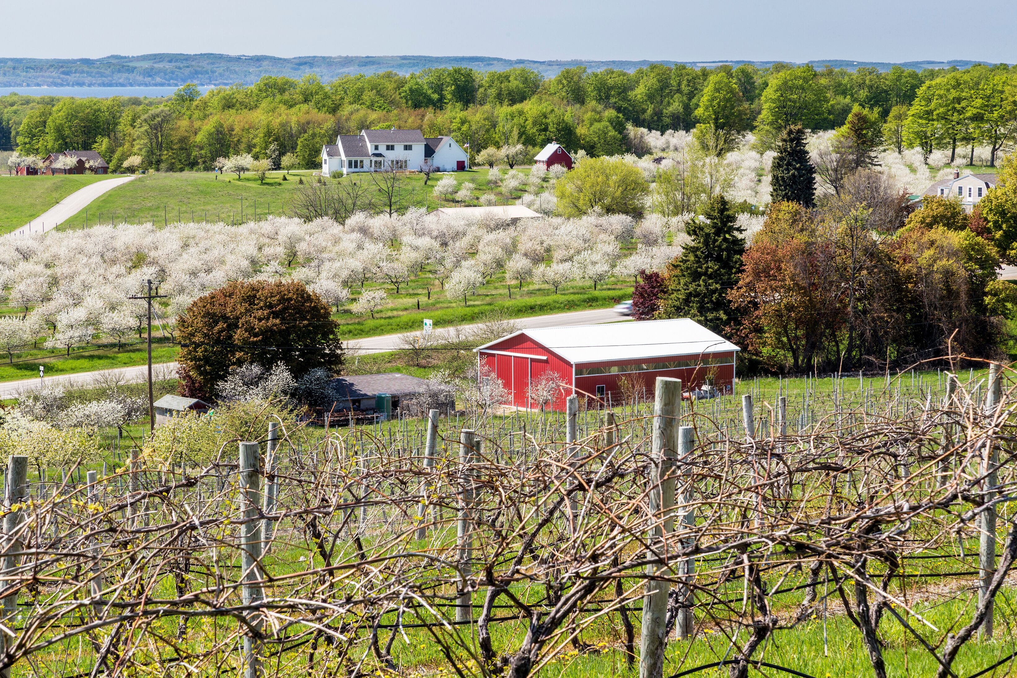 A vineyard with a red barn, a white house, and a path leading to a white barn in a rural landscape.