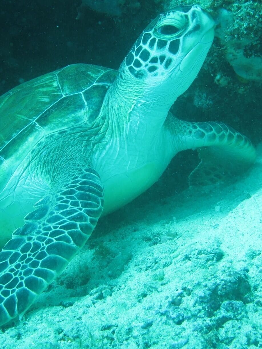 Huge huge turtles pretty much guaranteed on every dive here 🐢