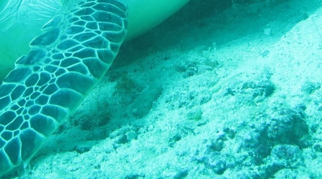 Huge huge turtles pretty much guaranteed on every dive here 🐢