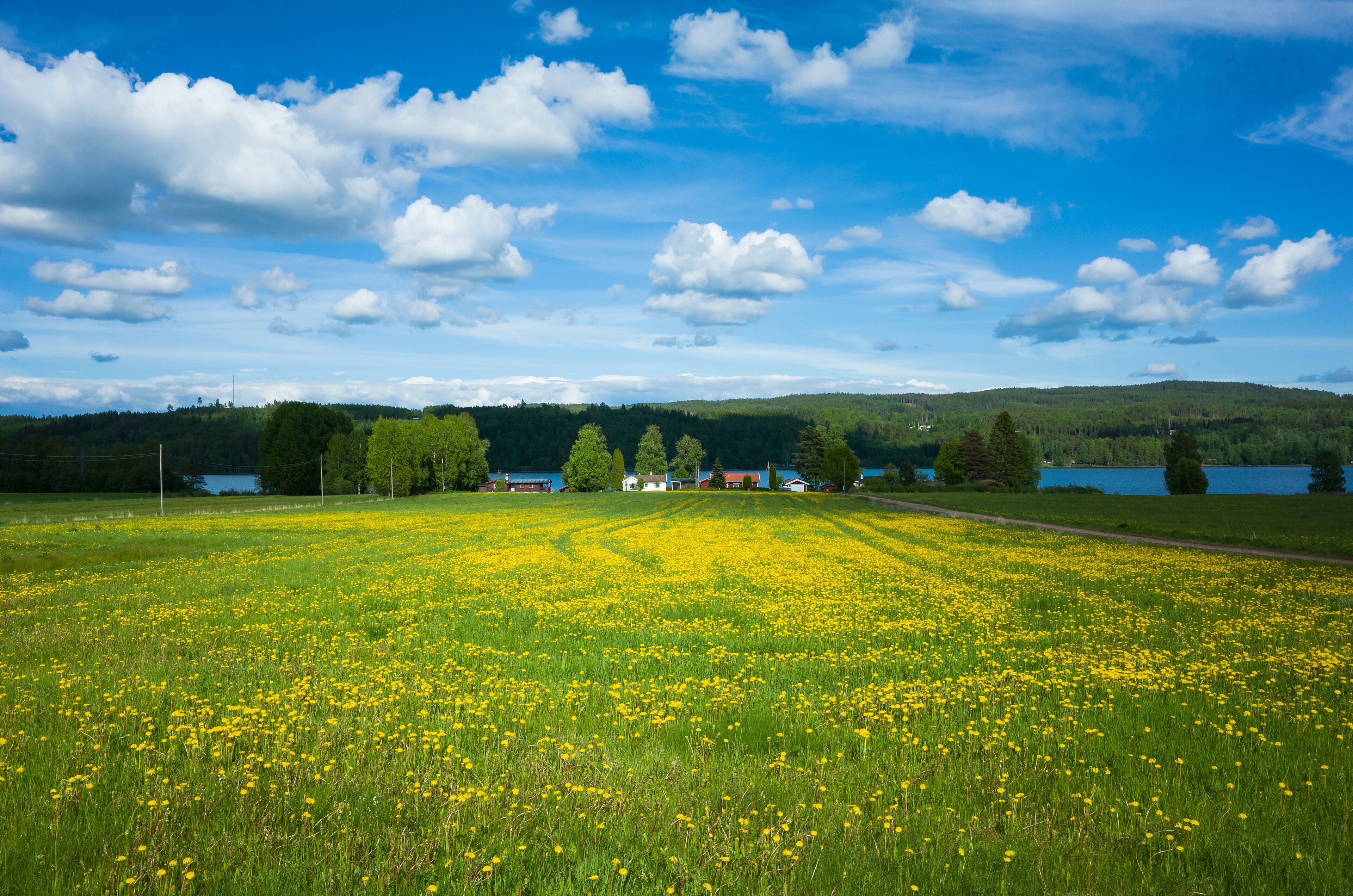 Large field of blooming dandelion flowers, rural houses in the distance near lake with forested hills on horizon on sunny summer day fluffy clouds in blue sky, lake Upper Fryken in Värmland, Sweden