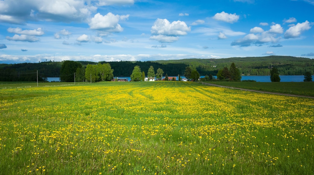 Large field of blooming dandelion flowers, rural houses in the distance near lake with forested hills on horizon on sunny summer day fluffy clouds in blue sky, lake Upper Fryken in Värmland, Sweden