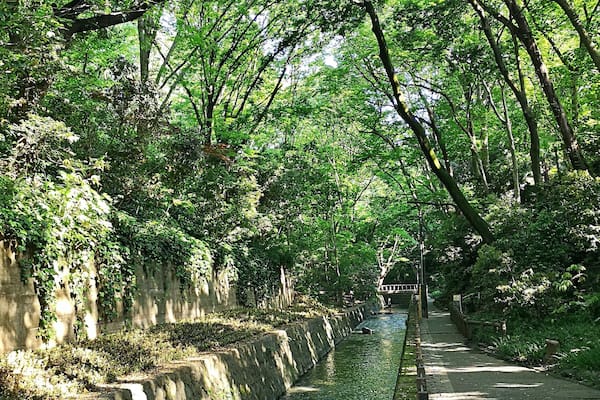 Todoroki Valley has got to be one of the most surprising hidden gems in Tokyo. The 1km walk takes you across bridges and stepping stones, past a small shrine and to a garden with a bamboo grove and orange trees. As you descend the stairs into the valley, you will be forgiven for forgetting that you’re still in one of the most densely populated cities in the world.
Take the south exit at Todoroki station (Tokyu Oimachi line) and follow the signs with a red bridge on them.