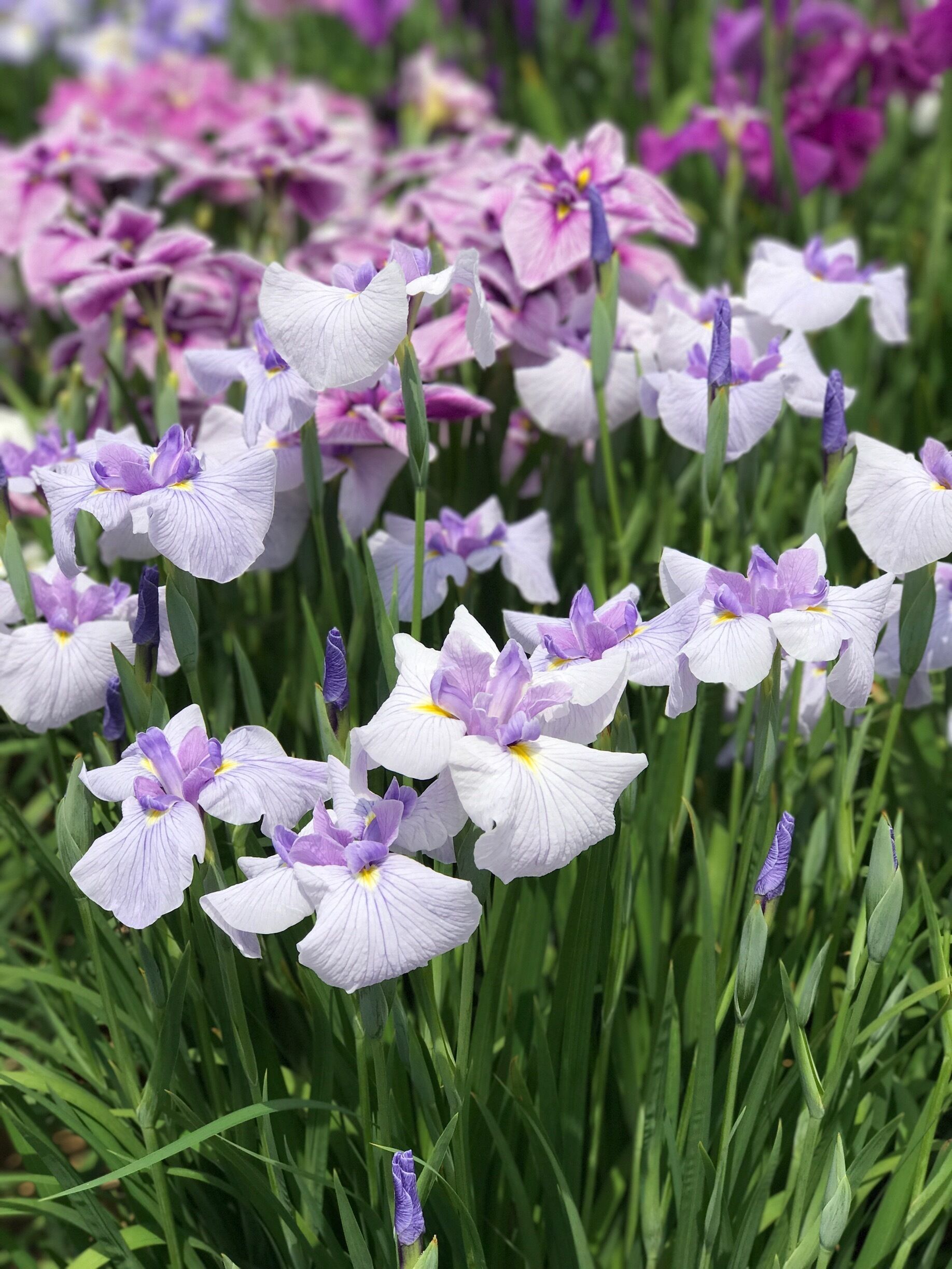Lots of Irises, almost no tourists! Awesome place!