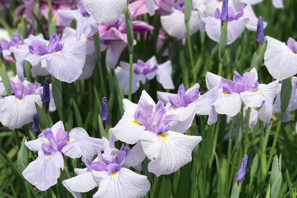 A garden with purple and white flowers.