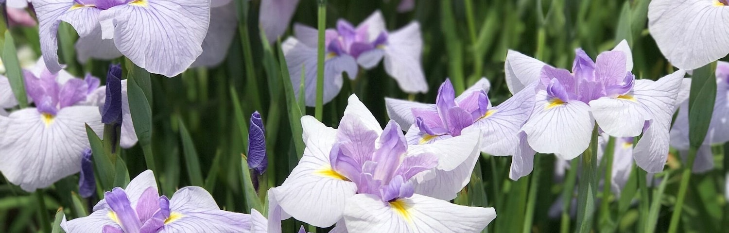 Lots of Irises, almost no tourists! Awesome place!