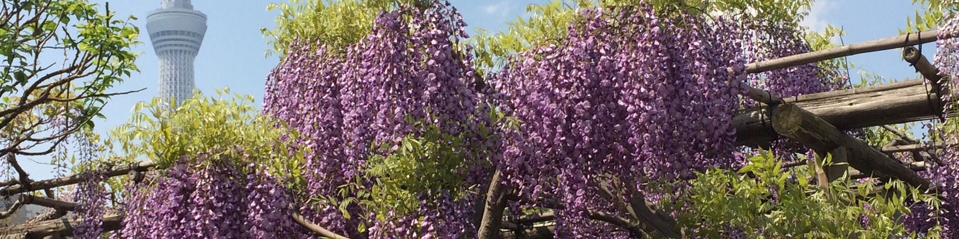 藤の花は4月中旬