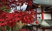 Near the top of Mitake there is a shrine and a bunch of other beautiful buildings. It’s only like a 10 minute trek up and very worth it. #japan #architecture #fall #red #nature