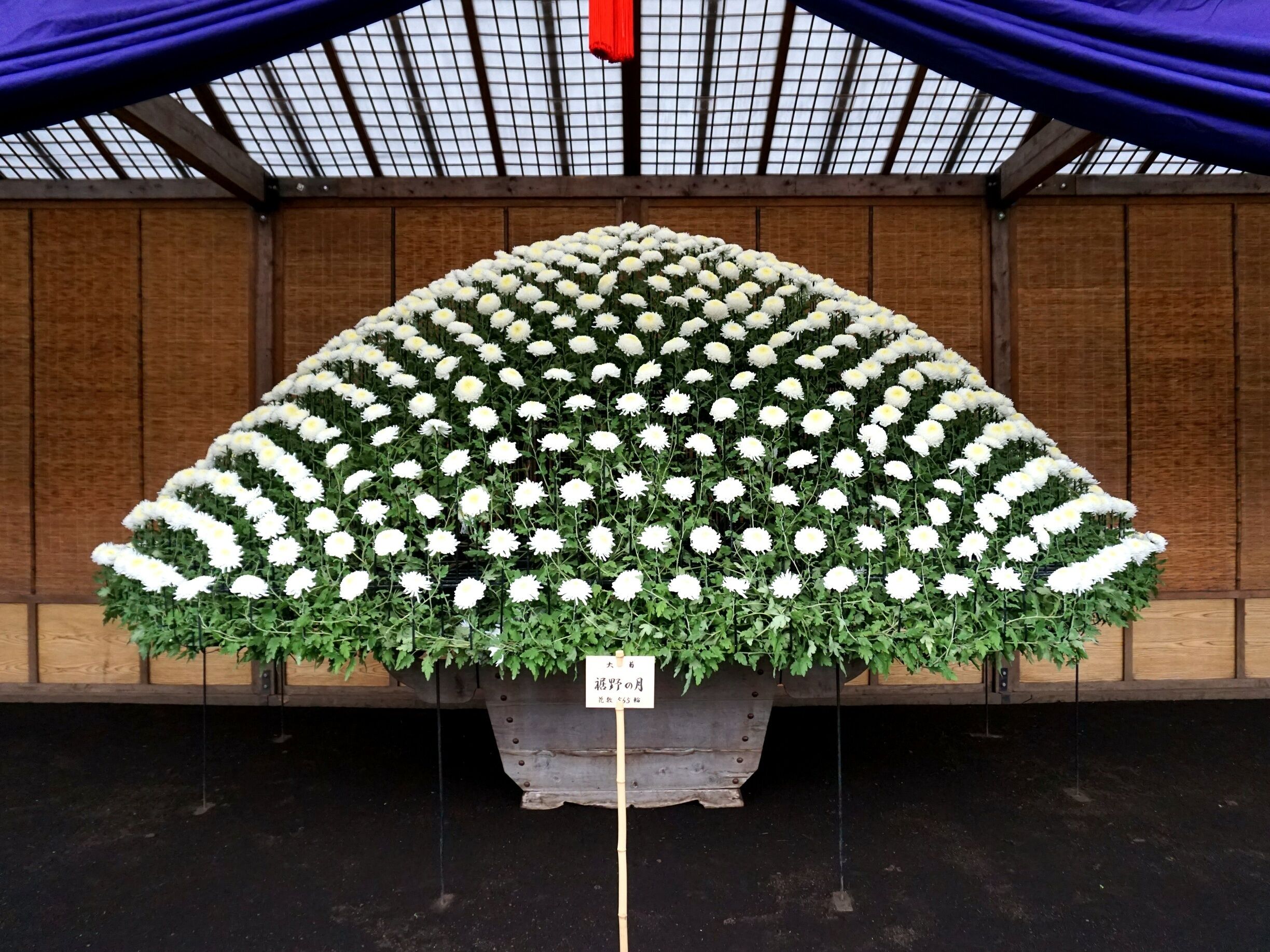 The Chrysanthemum Exhibit at the Shinjuku Gyoen National Garden is pretty amazing. 

Not only are there various types of chrysanthemums on display, but also amazing chrysanthemum art using different techniques. This particular chrysanthemum display is called "ozukuri," a technique using one chrysanthemum plant and making it into this dome shape as it grows. It's said to take almost a year to make this display, with over 500 chrysanthemum flowers growing all from one stem.

The Chrysanthemum Exhibit runs through November 11th, if you're in the area.

Closest Station: Shinjuku gyoen-mae Station on the Marunouchi Line.

#Flower #Festival  #Chrysanthemum  