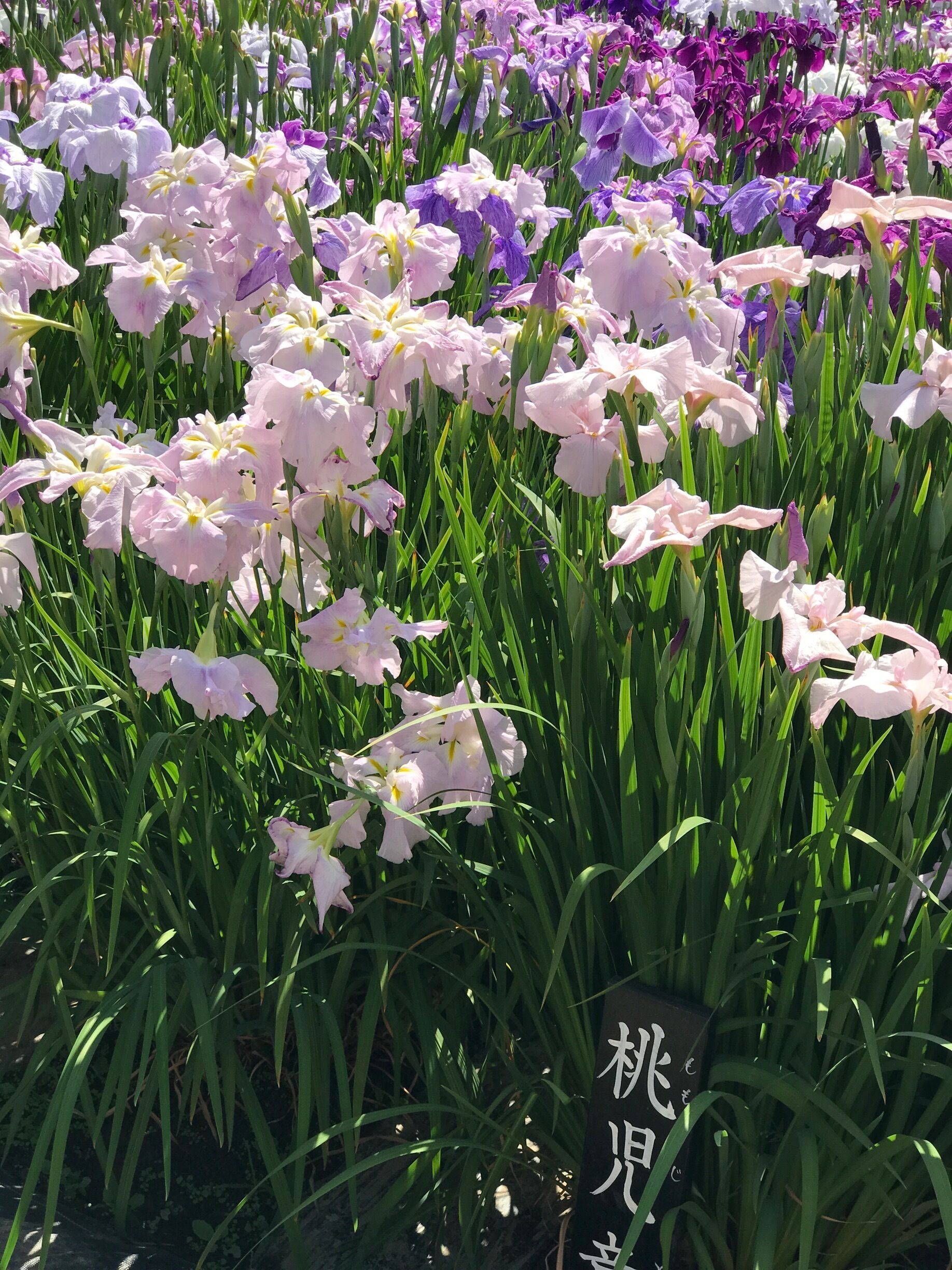 Everyone knows April is for cherry blossom viewing, May is for wisteria in Japan but most tourists don't know that June is great for hydrangeas and Japanese Irises in Tokyo especially!

I found myself walking through lanes of hydrangeas in the 8 minutes walk from the station to this garden. Upon arrival I found it even more surprising that this is a free entry garden with so many varieties and color shades of the Irises! Such a pleasant surprise!