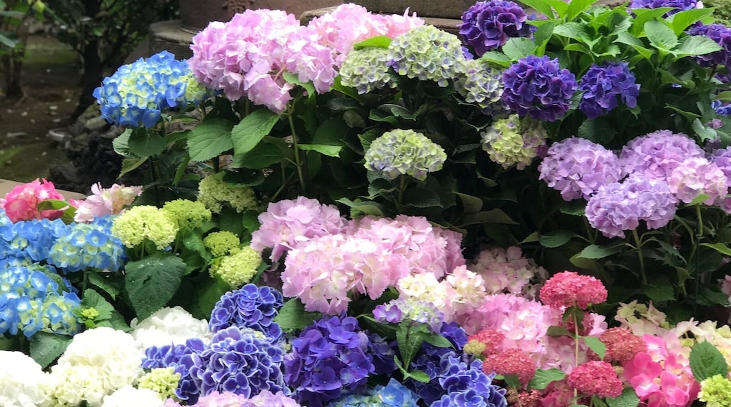 It's the first spot I went on this trip to see the hydrangeas. Was totally happy with the find although by the end of next week I may have seen more... until then, this is one beautiful shrine these two weeks of June!