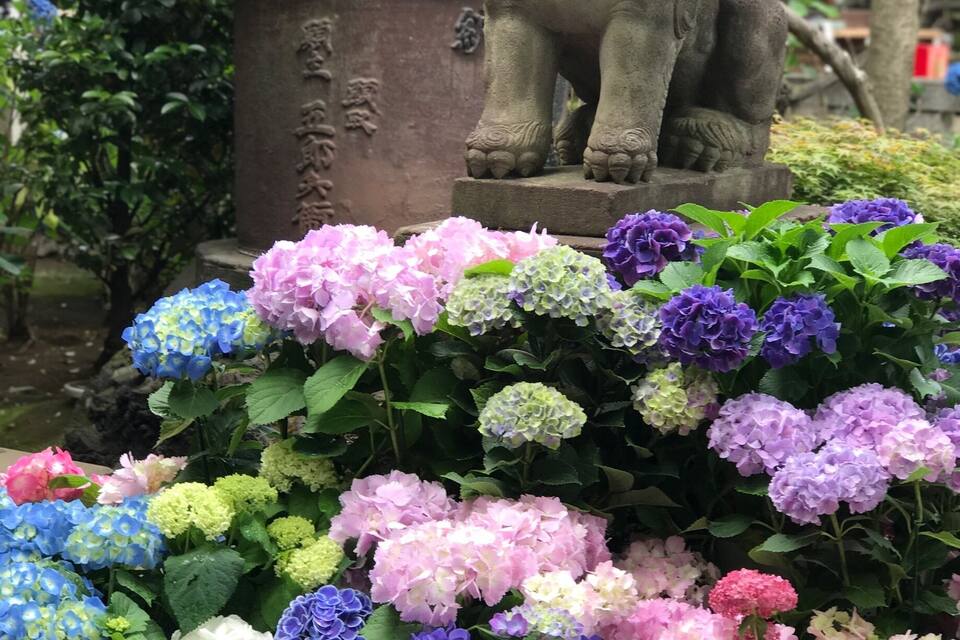 A stone lion statue with a plaque, surrounded by vibrant hydrangea flowers.