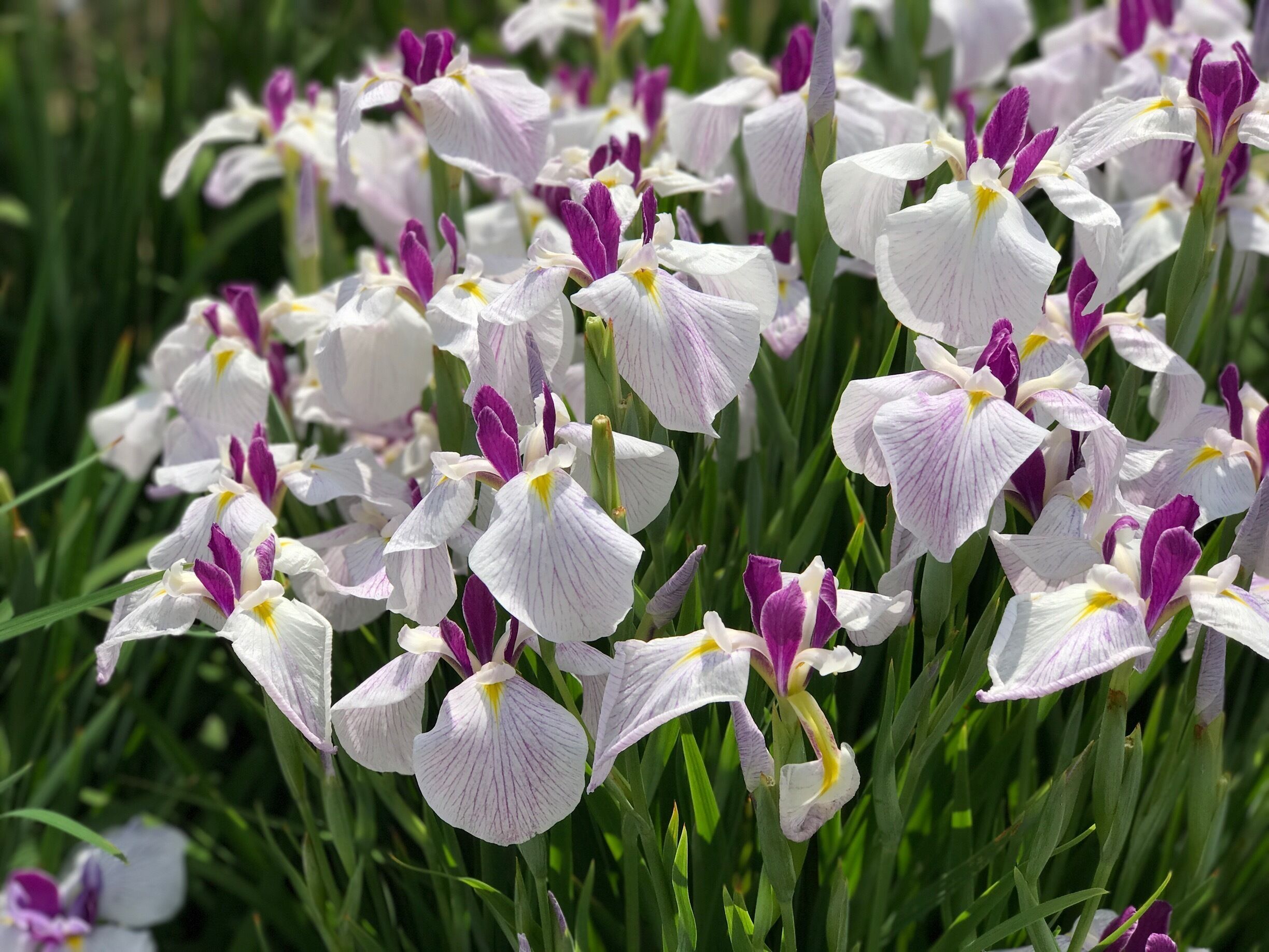 The first Iris garden I visited this trip. The best in terms of varieties and colors. Not to mention it's free admission and very easy to get to! Even the station is named after the garden!