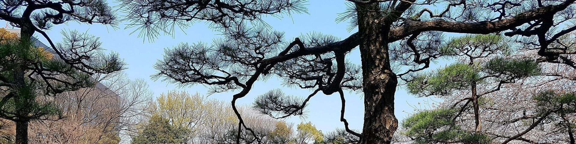 Pond and cherry blossom