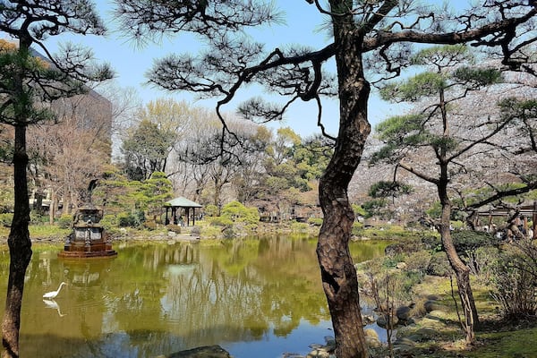 Pond and cherry blossom