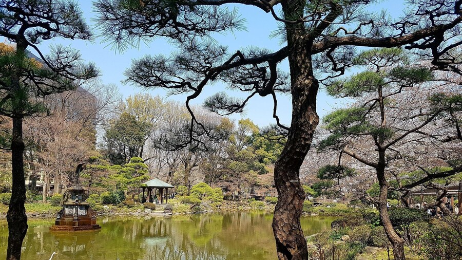 Pond and cherry blossom