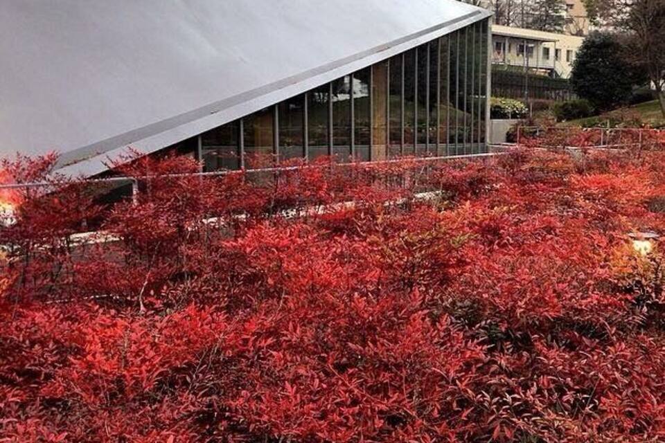 A modern building with a white roof and glass facade, surrounded by red foliage.