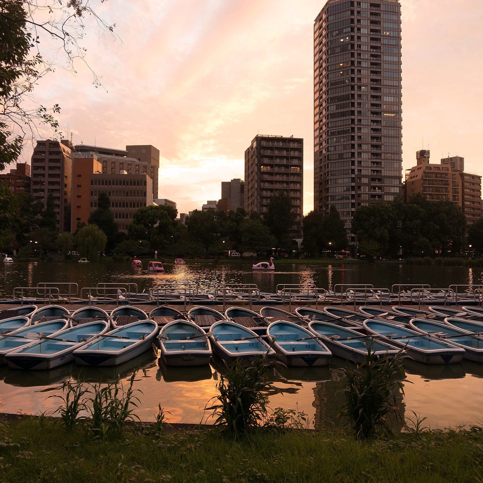 Ueno park in Tokyo. When you want to take a break from all the rush in the city, you can go to Ueno park to relax and enjoy a beautiful view over the green park and a sea. Eventually right before sunset! #uenopark #tokyo #japan #travel #view #relax #beautiful #peaceful #backpacker #traveltheworld 