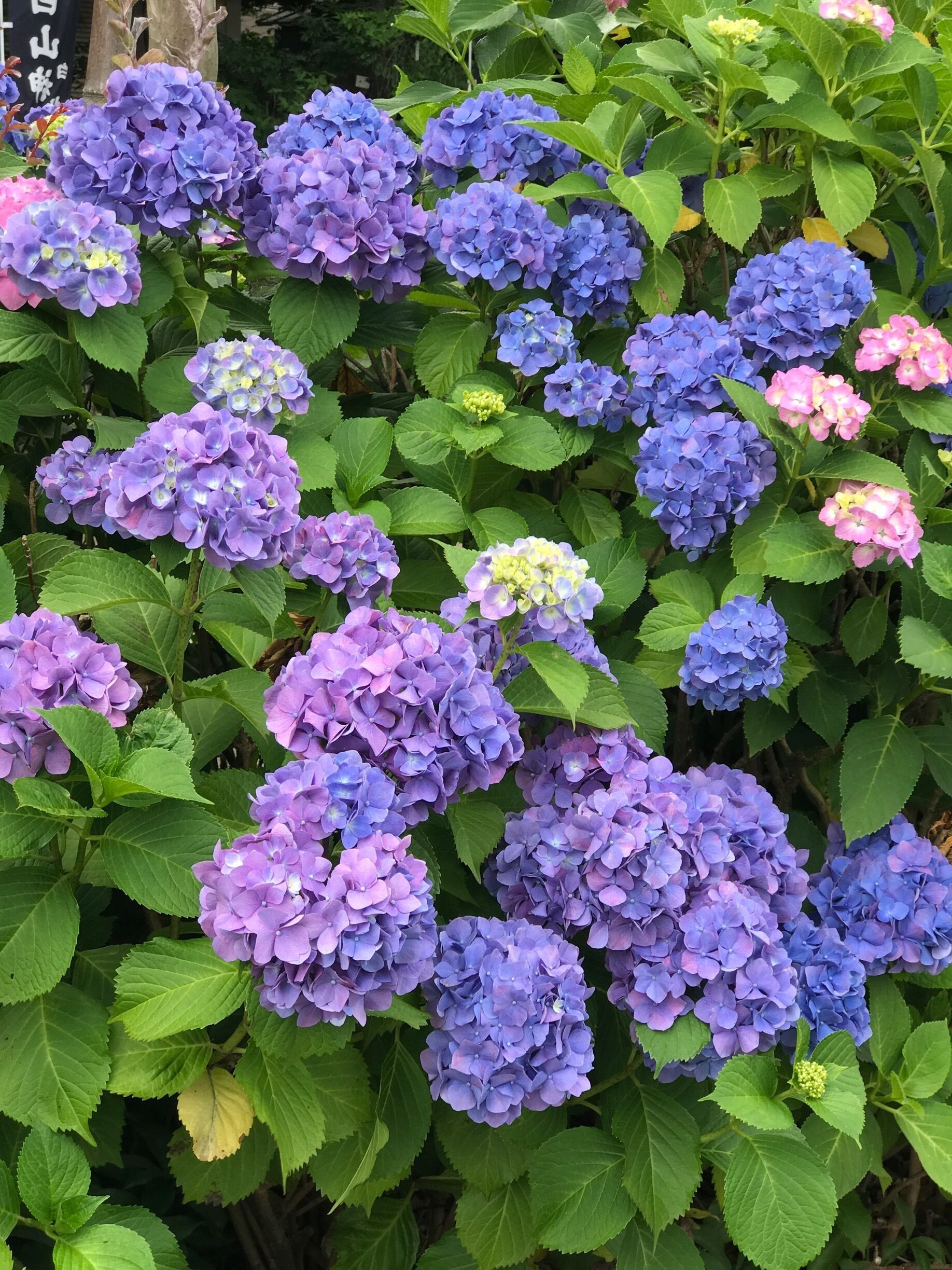 It was cherry blossoms in April, wisteria in May and Hydrangeas in June!
