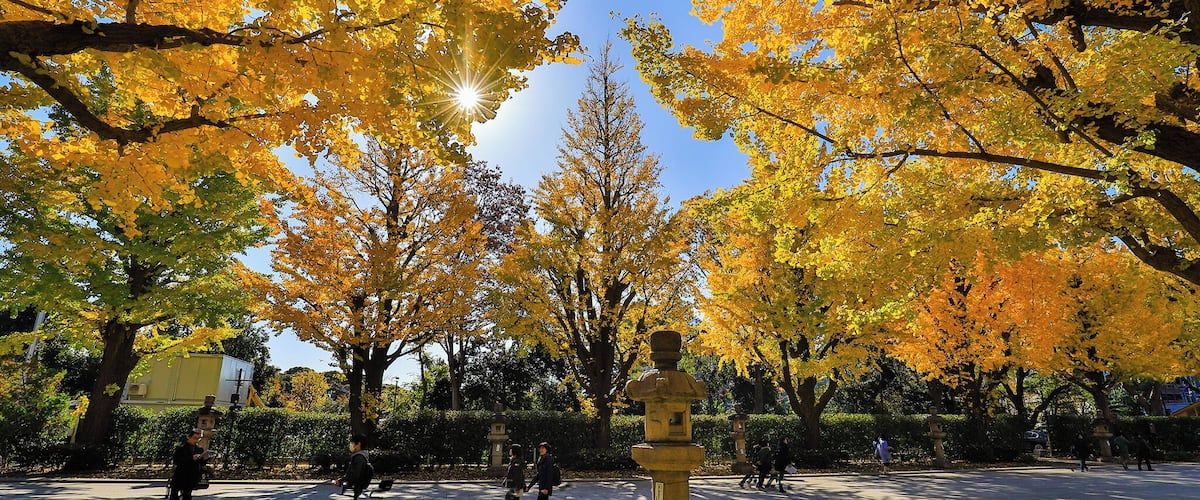 This is a special place in Japan which commemorates those who died in service of Japan during wars in the past. In autumn and Spring, there are beautiful autumn leaves and Sakura outside the shrine.