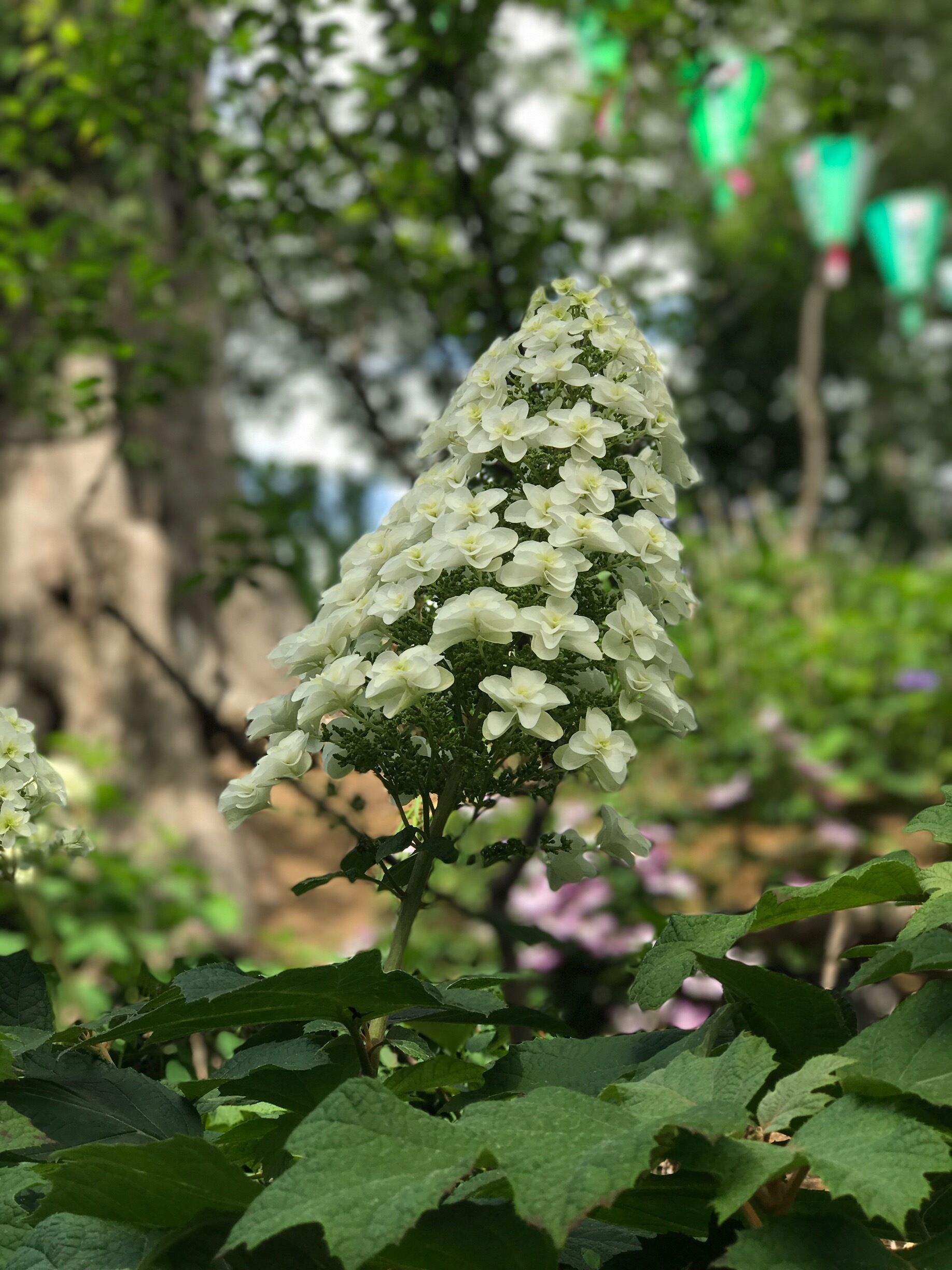 This is a first for me, cone shaped hydrangeas?!
