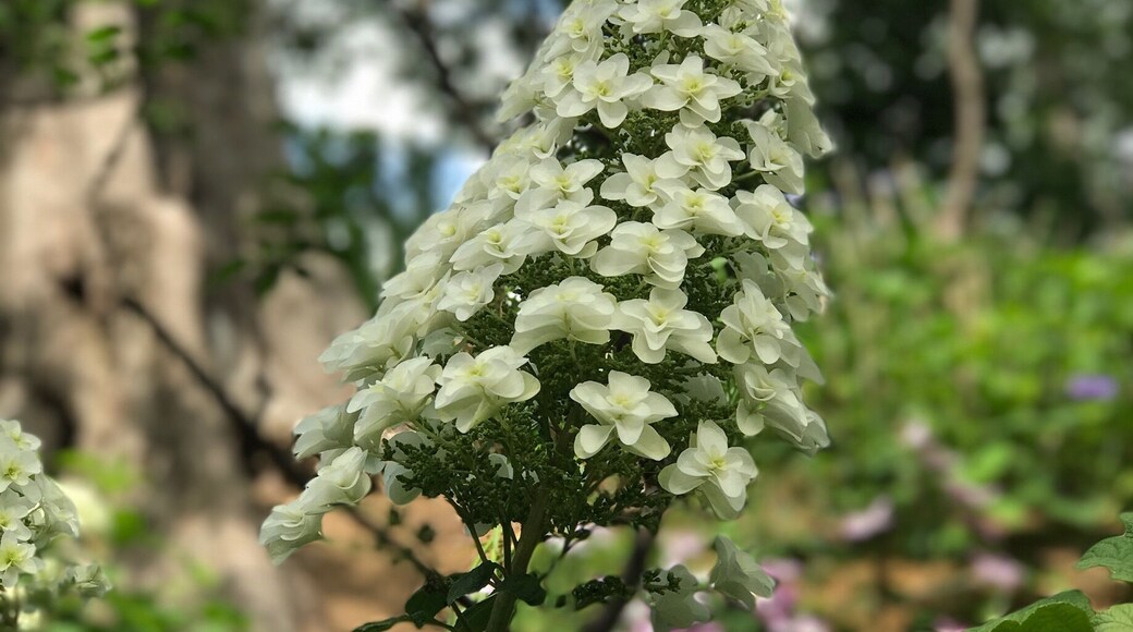 This is a first for me, cone shaped hydrangeas?!