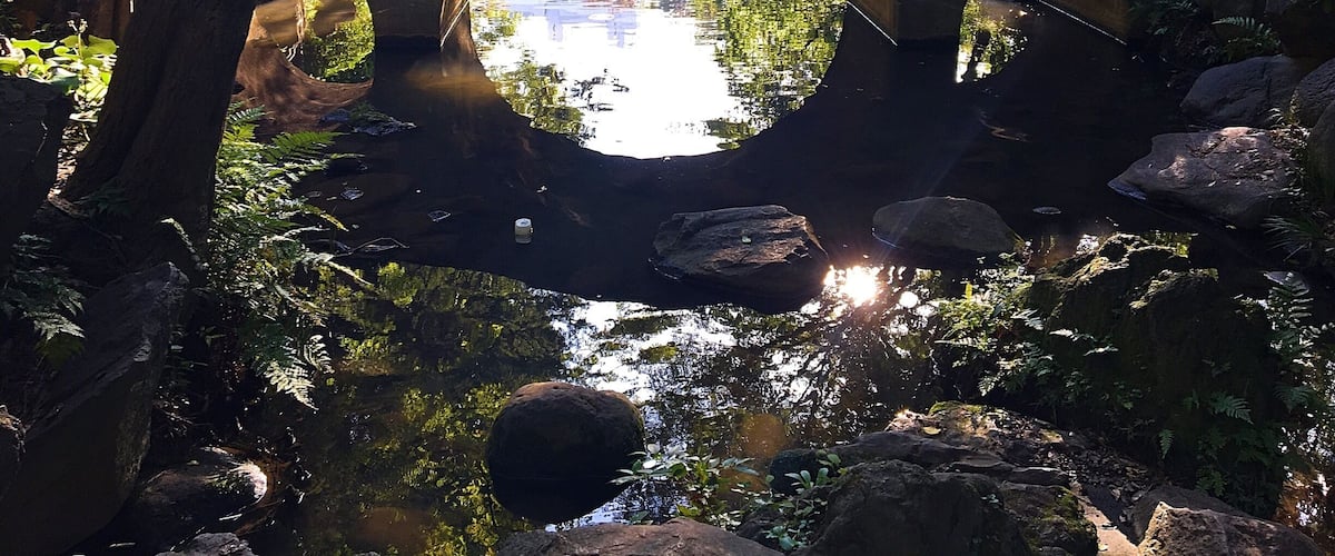 Right in the middle of the city is this oasis from the hustle and bustle of the real world. Lovely and large it was expertly designed to hide nearly all surrounding city buildings. Perfect with a good book. #greatoutdoors #tokyo #nature
