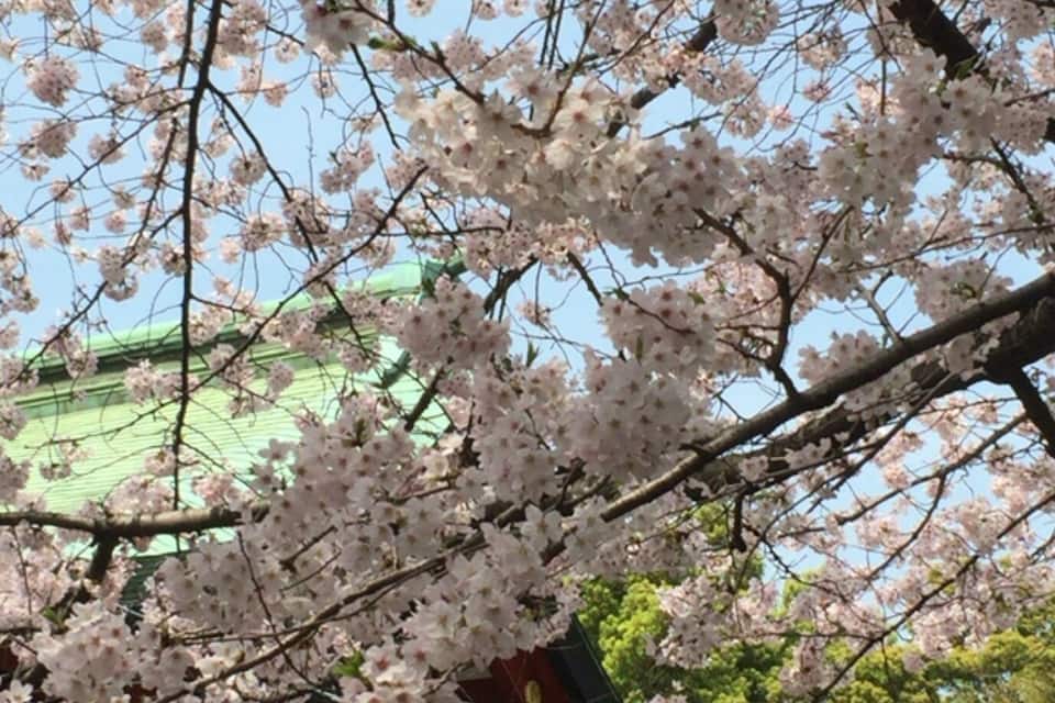 Kirscherblüten in voller Blüte, im Hintergrund ein traditionelles japanisches Gebäude.
