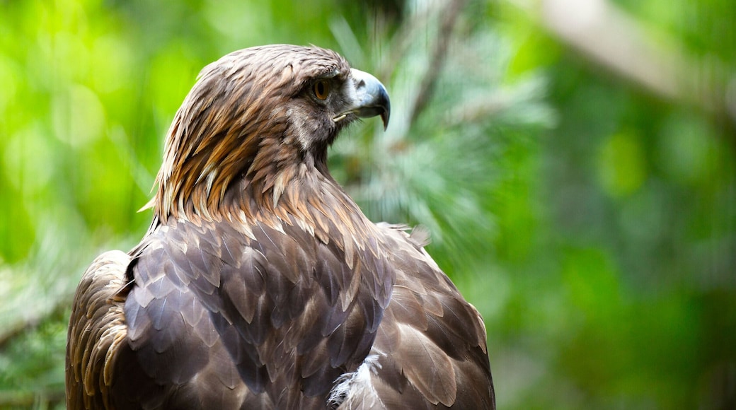 Tama zoologiske hage