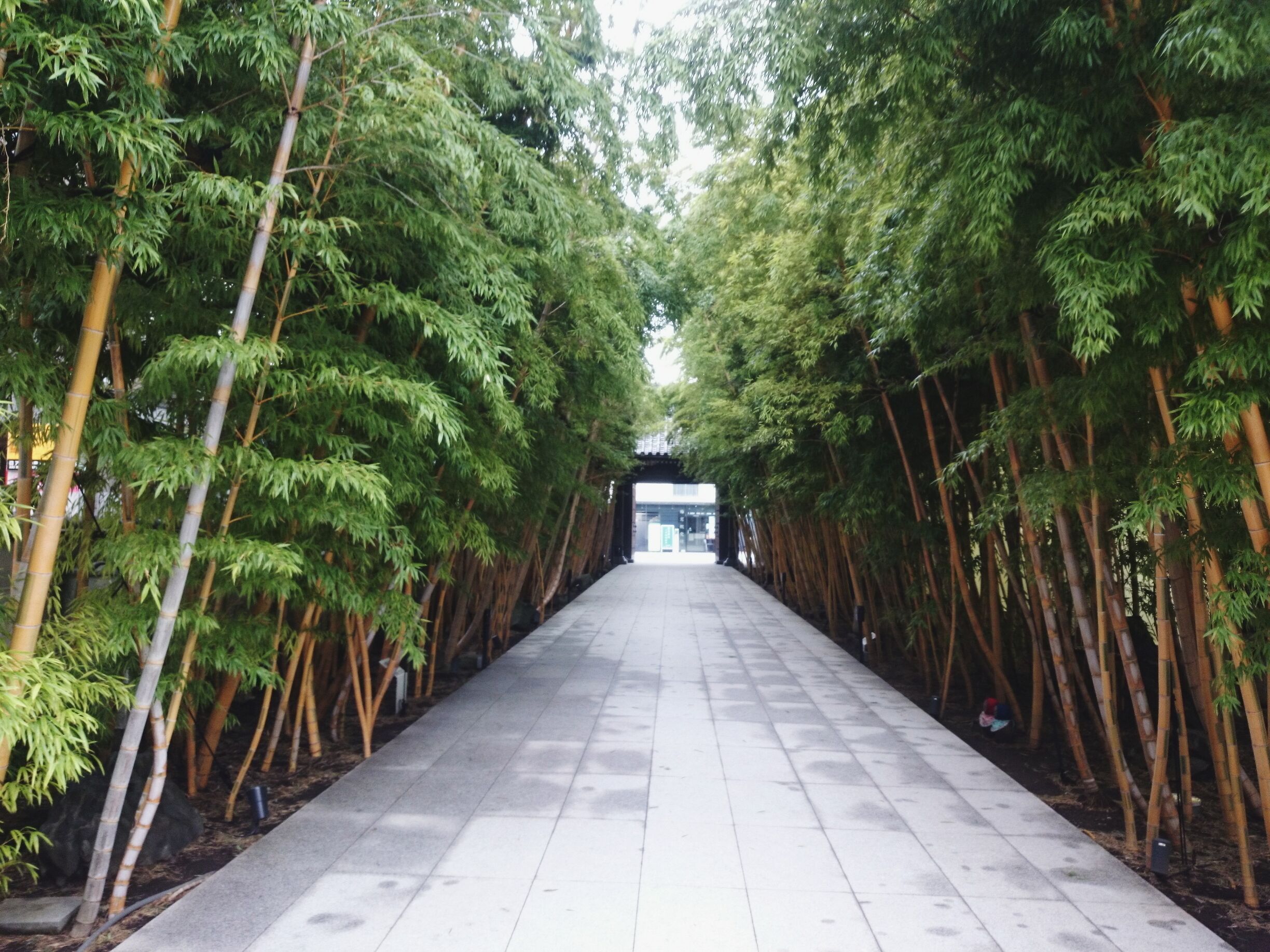 This is the lovely row of bamboo that leads to the entrance of Baiso-in, a very urban temple located along the ever busy Aoyama-dori street.

The inside of the temple grounds isn't very uniquely Japanese, as the main temple building is actually a mid-rise glass-covered building. I thought it was an office building at first. So in that sense, I guess it is unique, but don't expect any traditional buildings here. 

Although the bamboo entrance is so lovely that if you're in the Gaien area, I feel like it's worth a quick look :)

Closest station: Gaienmae Station on the Tokyo Metro Ginza Line (right in front of exit 1b)
