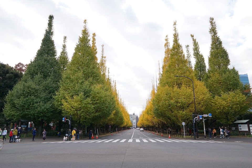 Rua arborizada com pedestres e ciclistas.