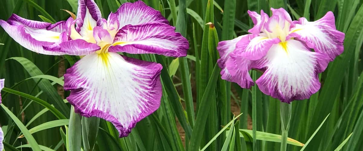 So many varieties, so many colors... practically no tourists! Free admission! What more can I asked for?!