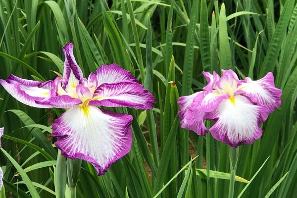 So many varieties, so many colors... practically no tourists! Free admission! What more can I asked for?!