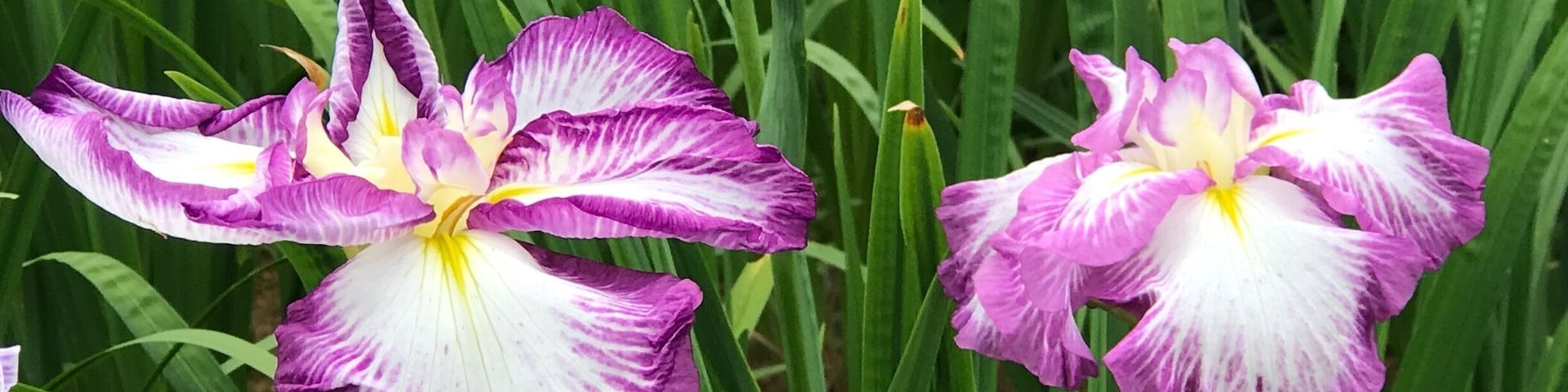 So many varieties, so many colors... practically no tourists! Free admission! What more can I asked for?!