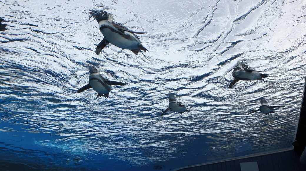 This aquarium is famous for penguins over-viewing. The penguins swim over us, which is like flying!
