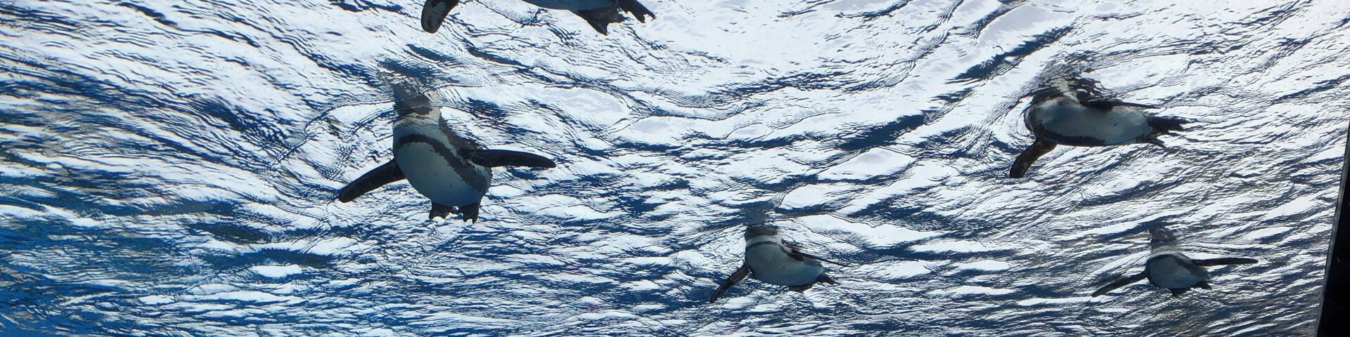 This aquarium is famous for penguins over-viewing. The penguins swim over us, which is like flying!
