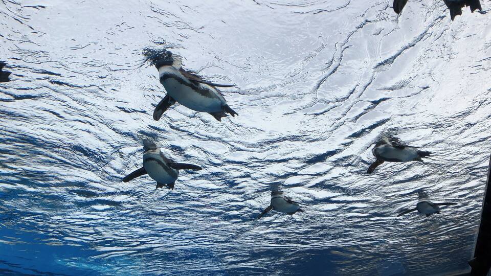 Pinguine schwimmen in klarem, blauem Wasser.