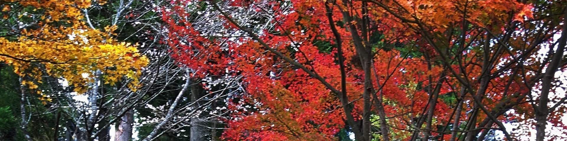 A stone staircase surrounded by autumn foliage and traditional architecture.