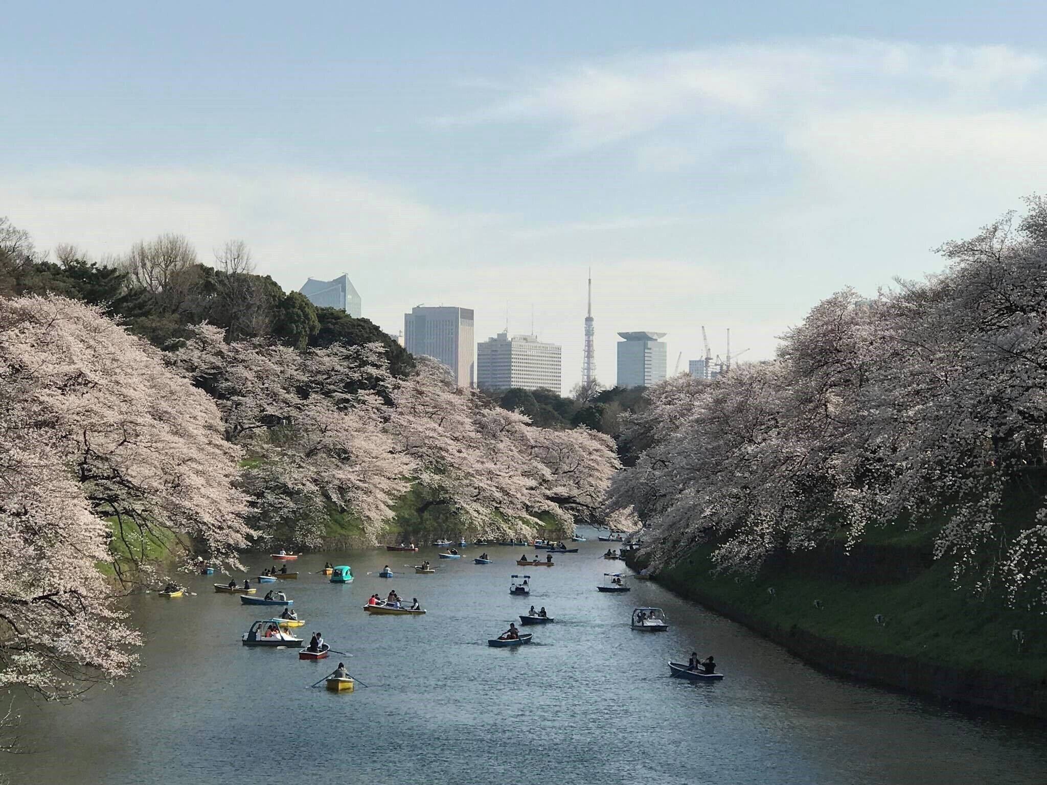 東京人氣第一名的賞櫻名所
#OrbitzTravel