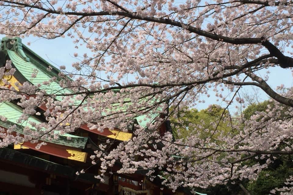 A traditional building with a green roof, partially obscured by cherry blossoms.