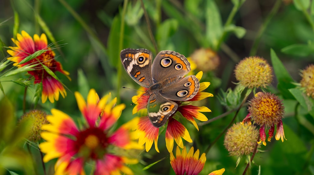 Common Buckeye Butterfly at Tyler State Park