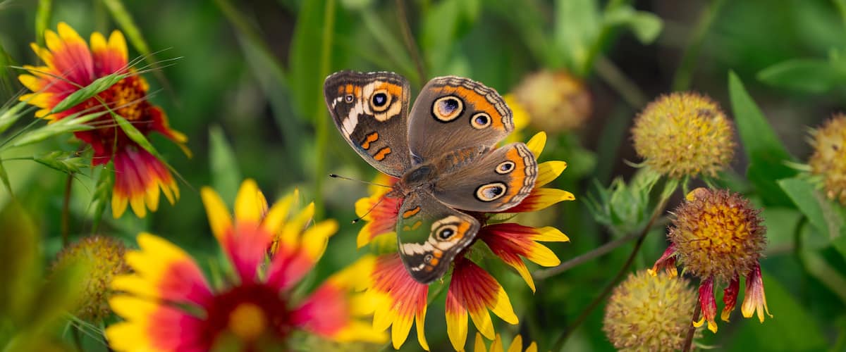 Common Buckeye Butterfly at Tyler State Park