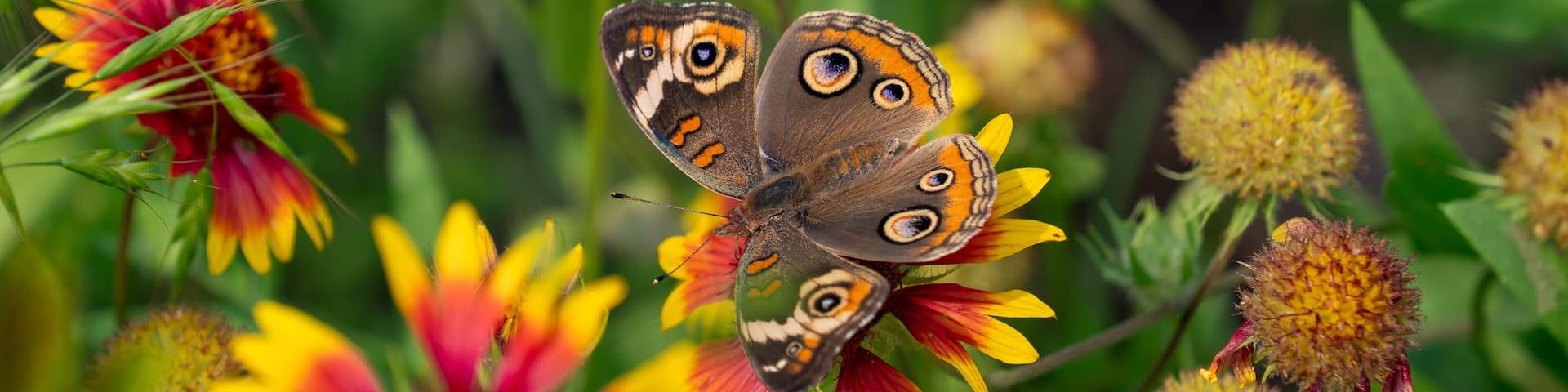 Common Buckeye Butterfly at Tyler State Park