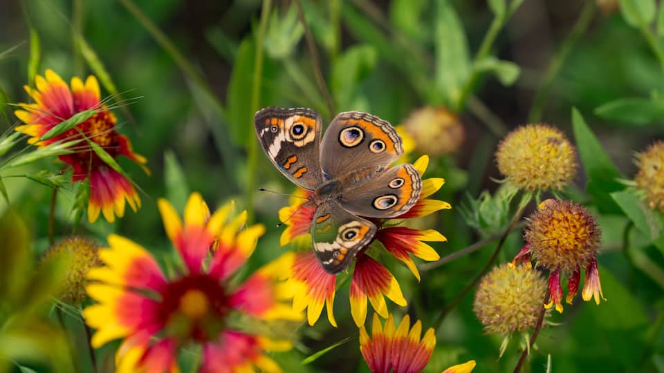 A butterfly on vibrant yellow and red flowers, surrounded by green foliage.
