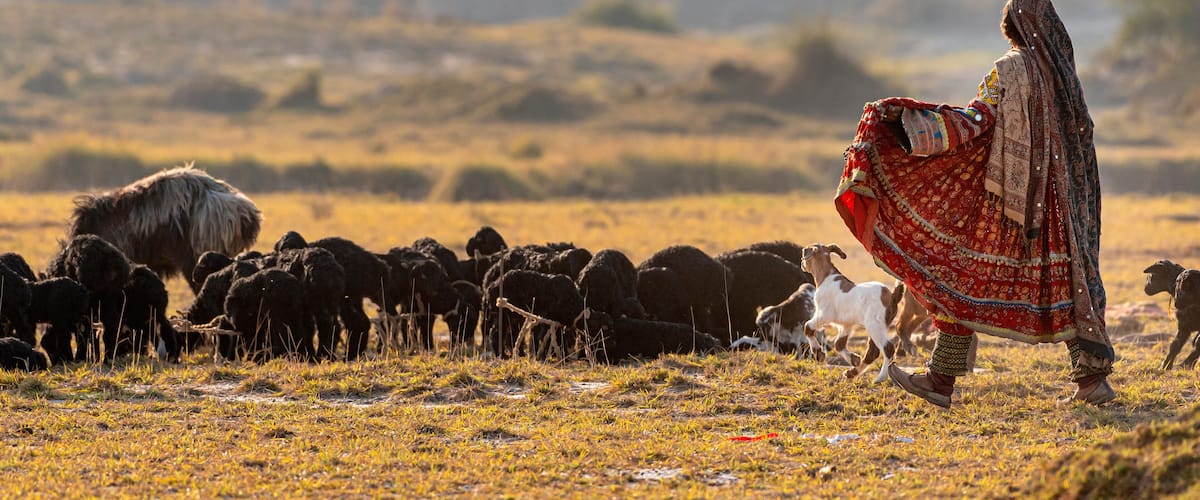 A person herding goats in a grassy field with a blurred background of hills.