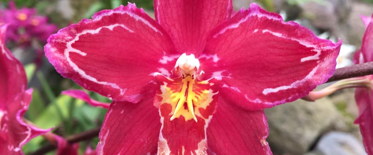 Such a nice botanical garden in Quito with so many beautiful orchids.