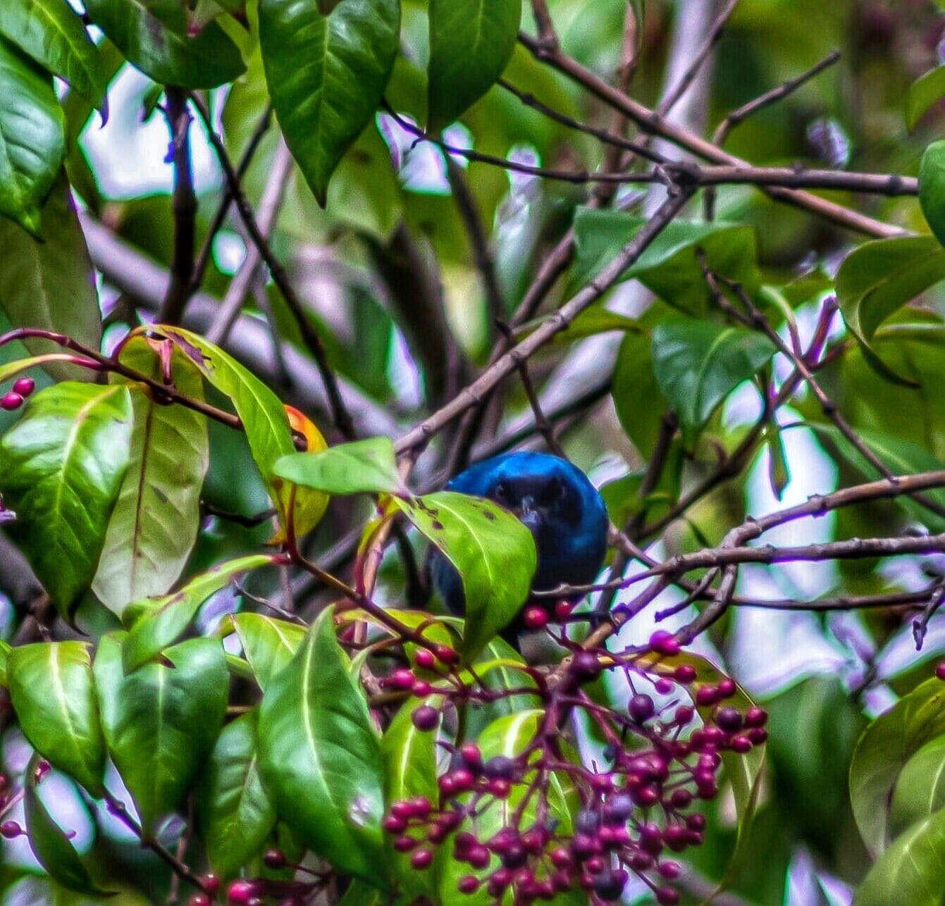 It wasn't until after I processed these photos from my trip  to #ecuador a few year's back that I even noticed what it was. After some bird i.d. research I discovered this #hiddengem is a #Maskedflowerpiercer. He was definitely hiding in those trees.

#trovember 
#travelmemories#travel_captures 
#southamerica 
#birds
#nature 
#