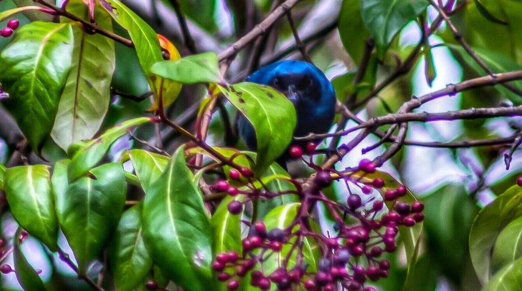It wasn't until after I processed these photos from my trip to #ecuador a few year's back that I even noticed what it was. After some bird i.d. research I discovered this #hiddengem is a #Maskedflowerpiercer. He was definitely hiding in those trees.
#trovember
#travelmemories#travel_captures
#southamerica
#birds
#nature
#